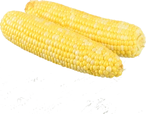 Кукурудза молода