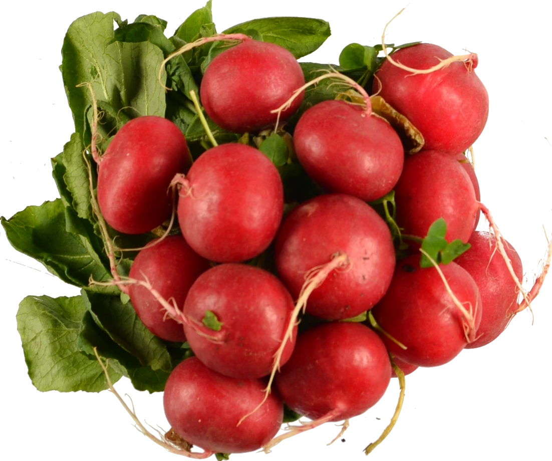 Редиска пучок
