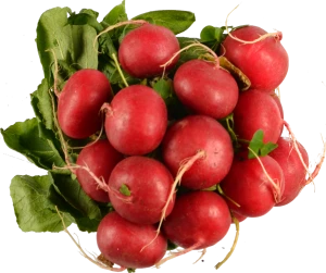 Редиска пучок