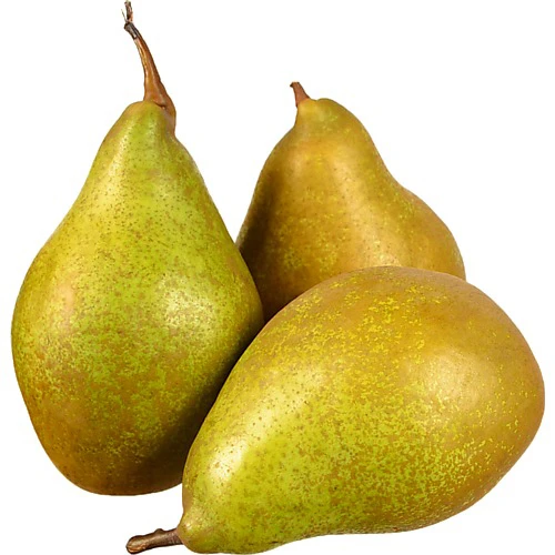 Груша Ксенія