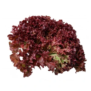 Салат Латук червоний