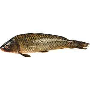 Короп свіжий