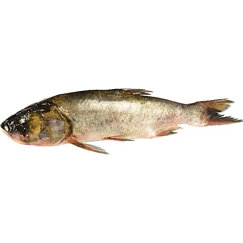 Товстолоб великий