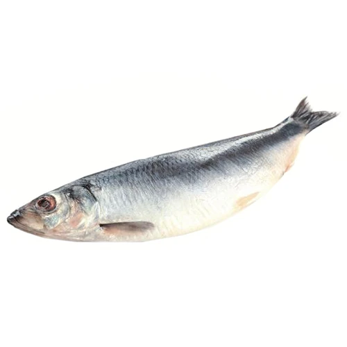 Оселедець Green Marine 400+