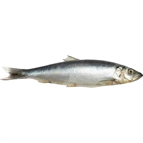 Скумбрія Волков м.с