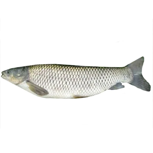 Білий амур великий свіжий