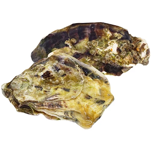 Устриці чорна перлина №3