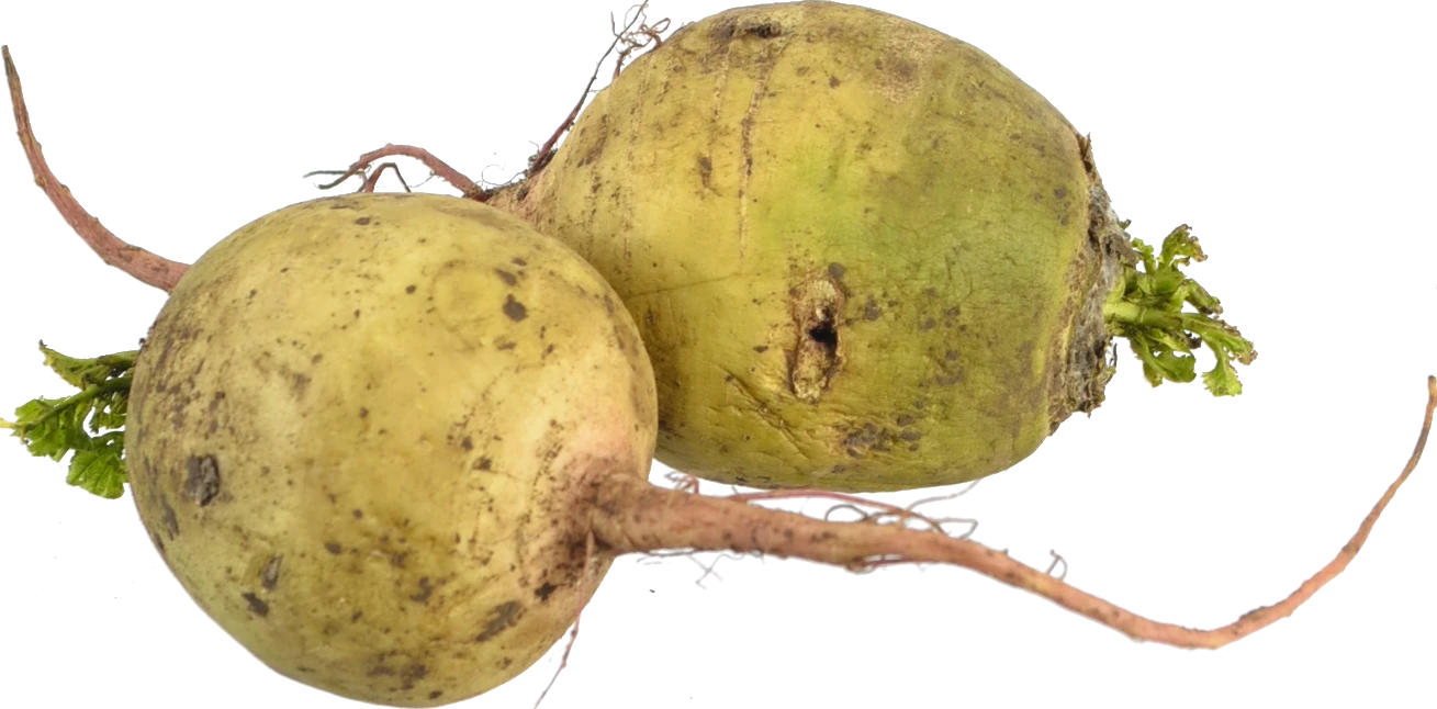 Редька маргеланська