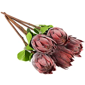 Штучга рослина Protea cynaroides 67см