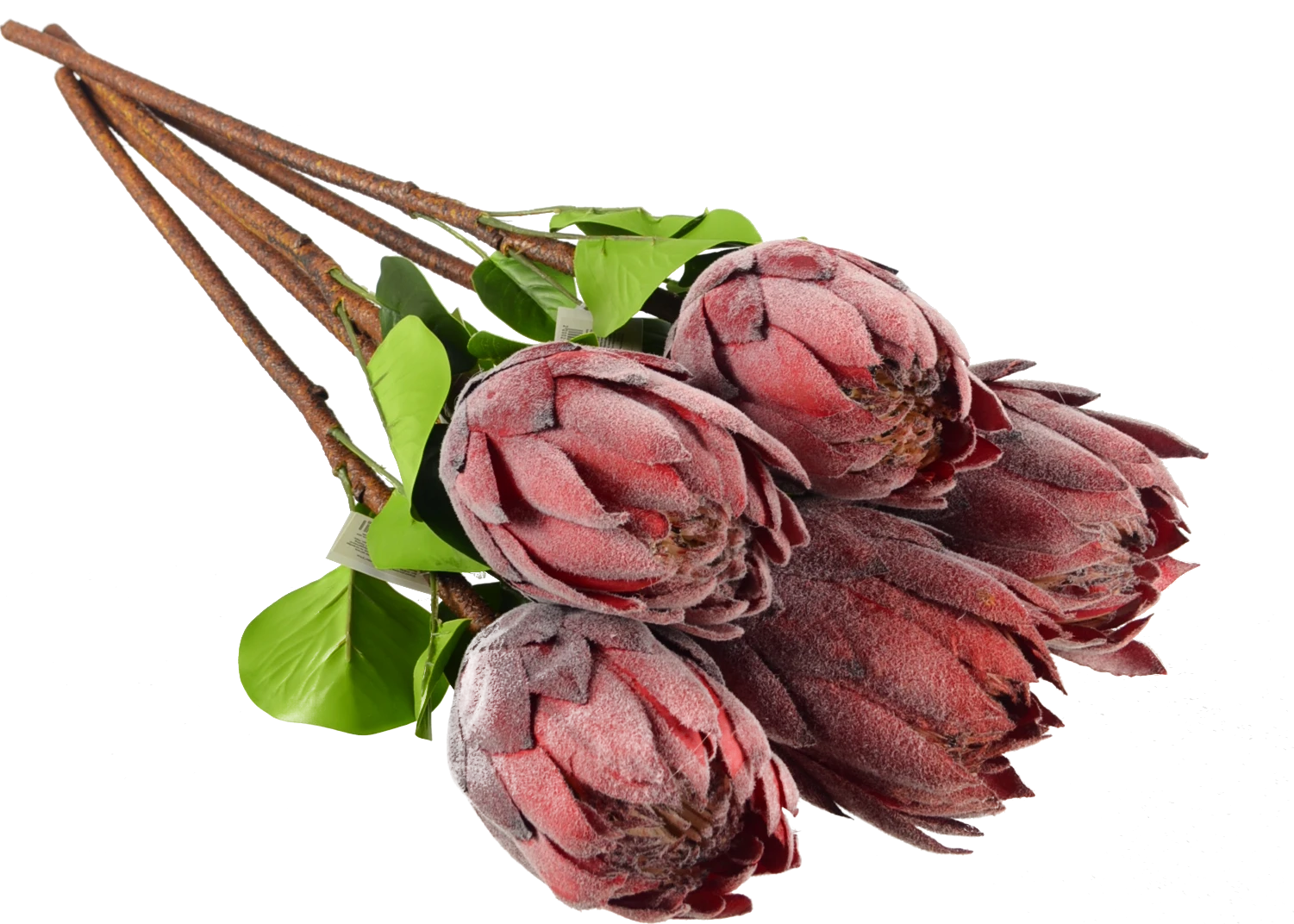 Штучга рослина Protea cynaroides 67см