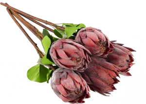 Штучга рослина Protea cynaroides 67см